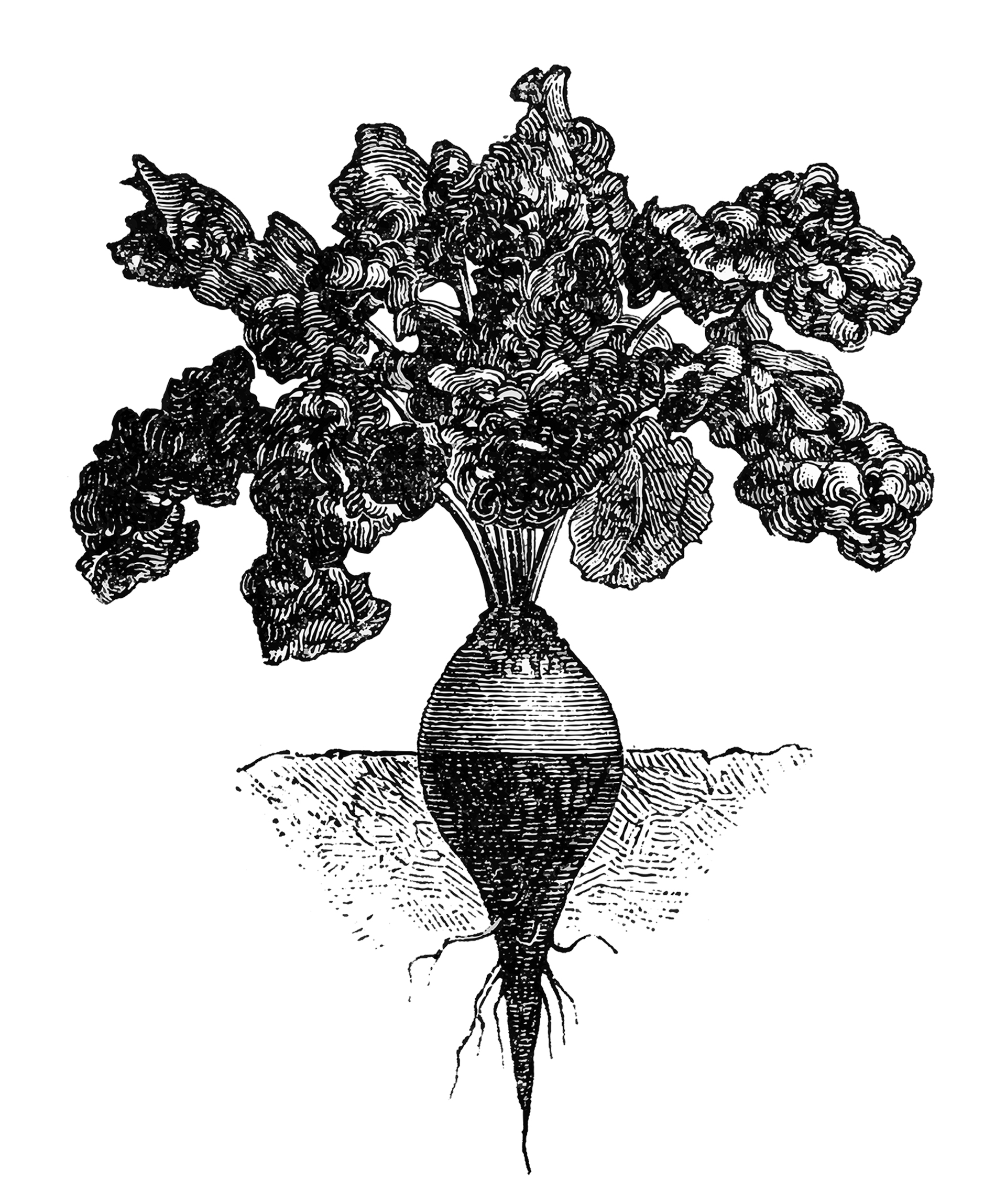 Το λαχανικό που ανακουφίζει προβλήματα που φέρνει η κλιμακτήριος-1