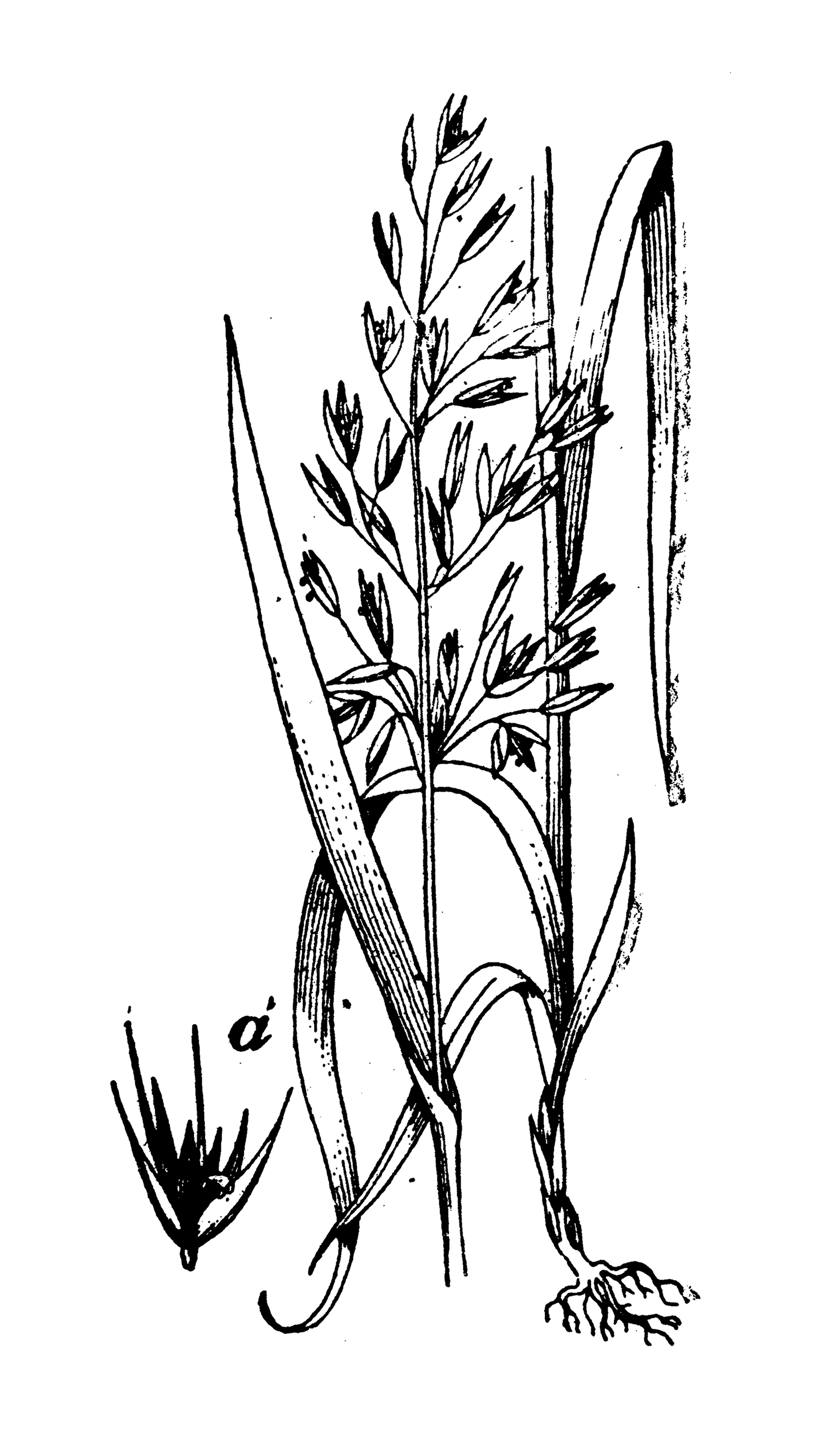 Πώς να φτιάξετε γάλα και κρέμα βρόμης στο σπίτι-1