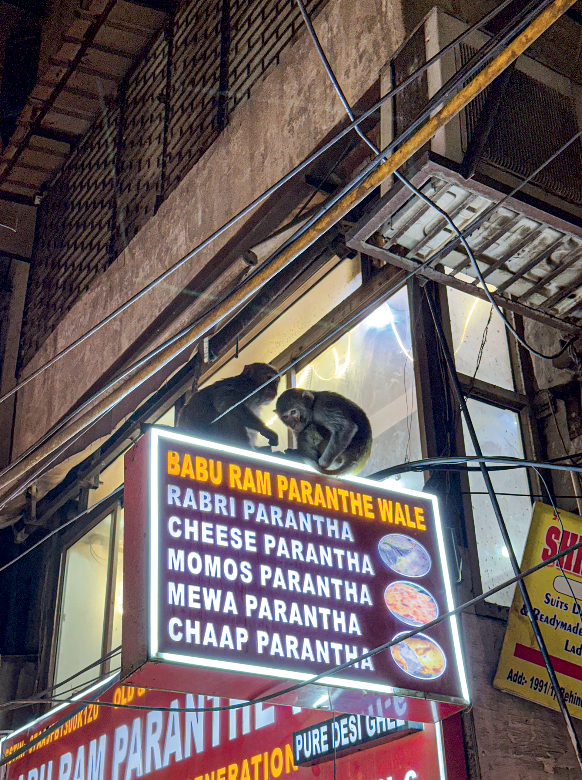 Σταύρο Αρβανίτη Evans, τι γεύση έχουν οι ακρίδες;-3