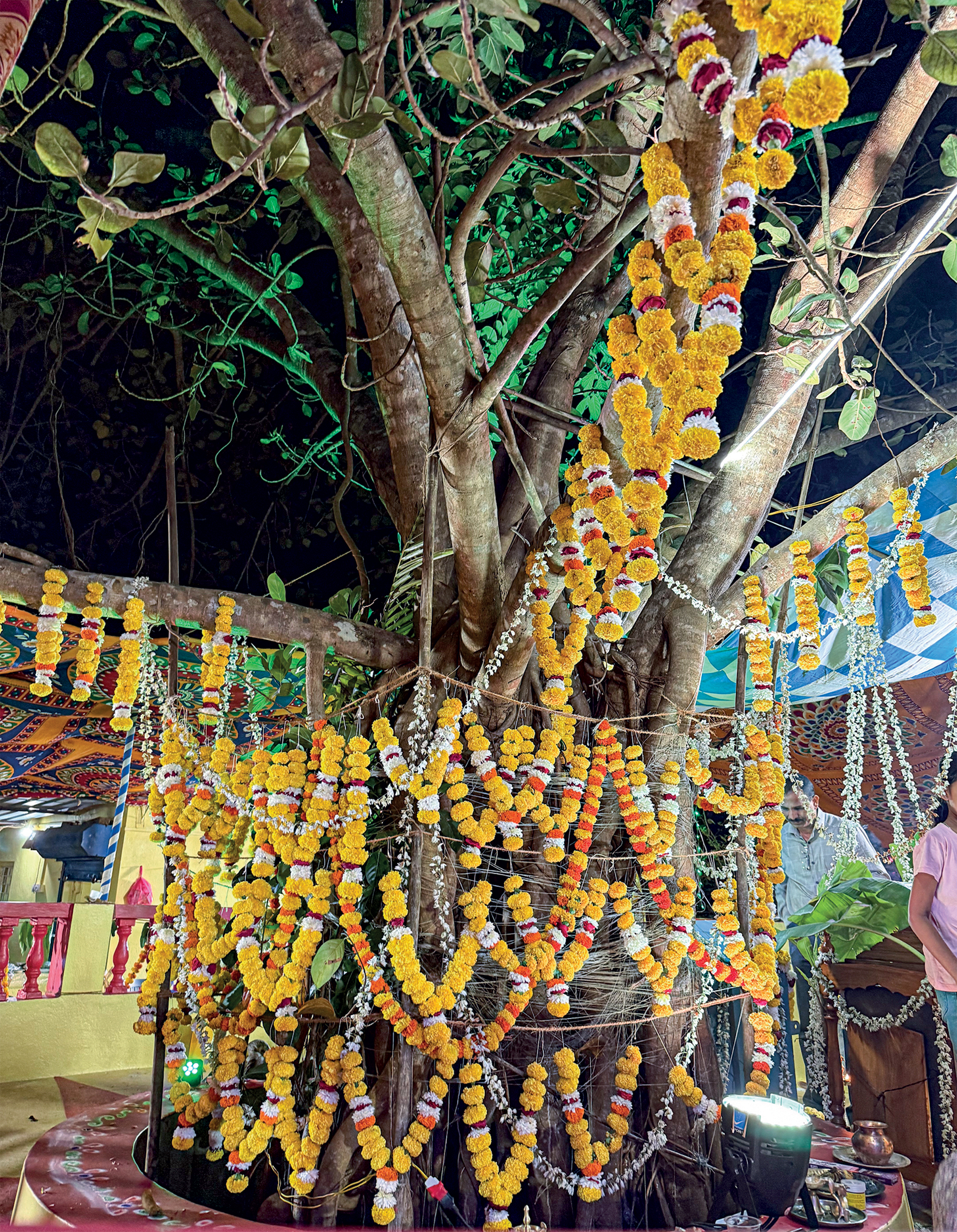 Σταύρο Αρβανίτη Evans, τι γεύση έχουν οι ακρίδες;-4