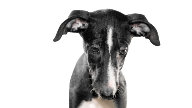 πεθαίνουν-οι-σκύλοι-όταν-χάνουν-τα-α-563524531