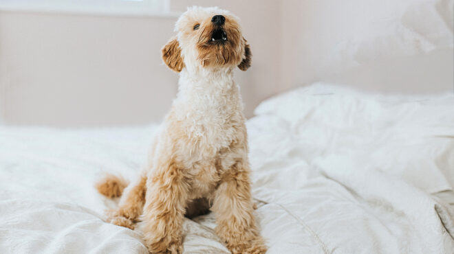 μπορούν-τα-κατοικίδια-να-προβλέψουν-τ-563501887