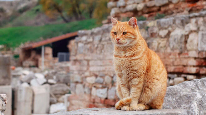 ο-φράνκι-δεν-πιάνει-μόνο-ποντίκια-563504293