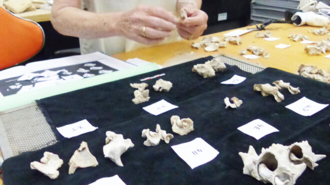 σπήλαιο-φράγχθι-οι-προϊστορικοί-άνθρ-563508151