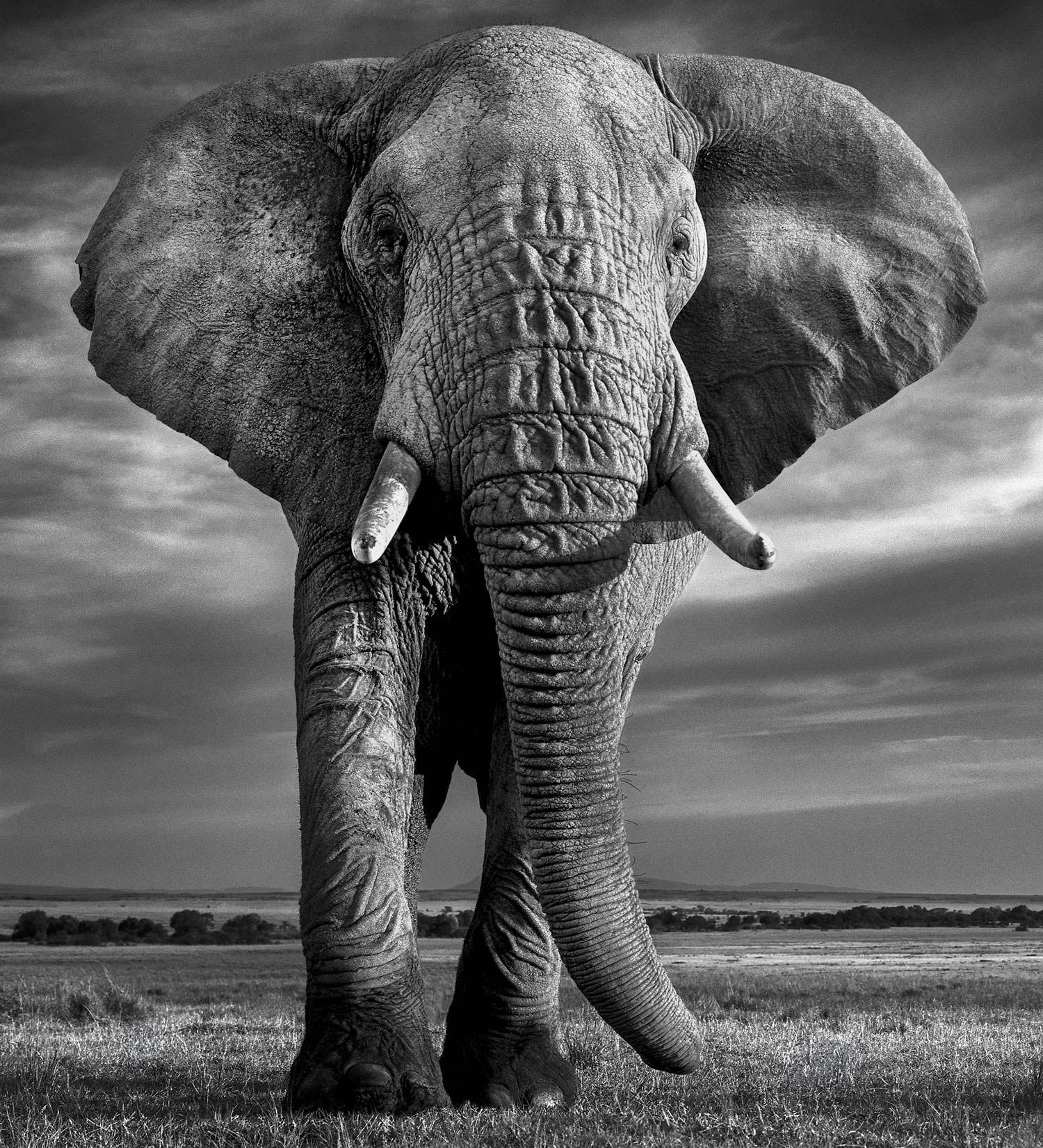 Στιγμές άγριας ζωής σε ασπρόμαυρα κλικ -1