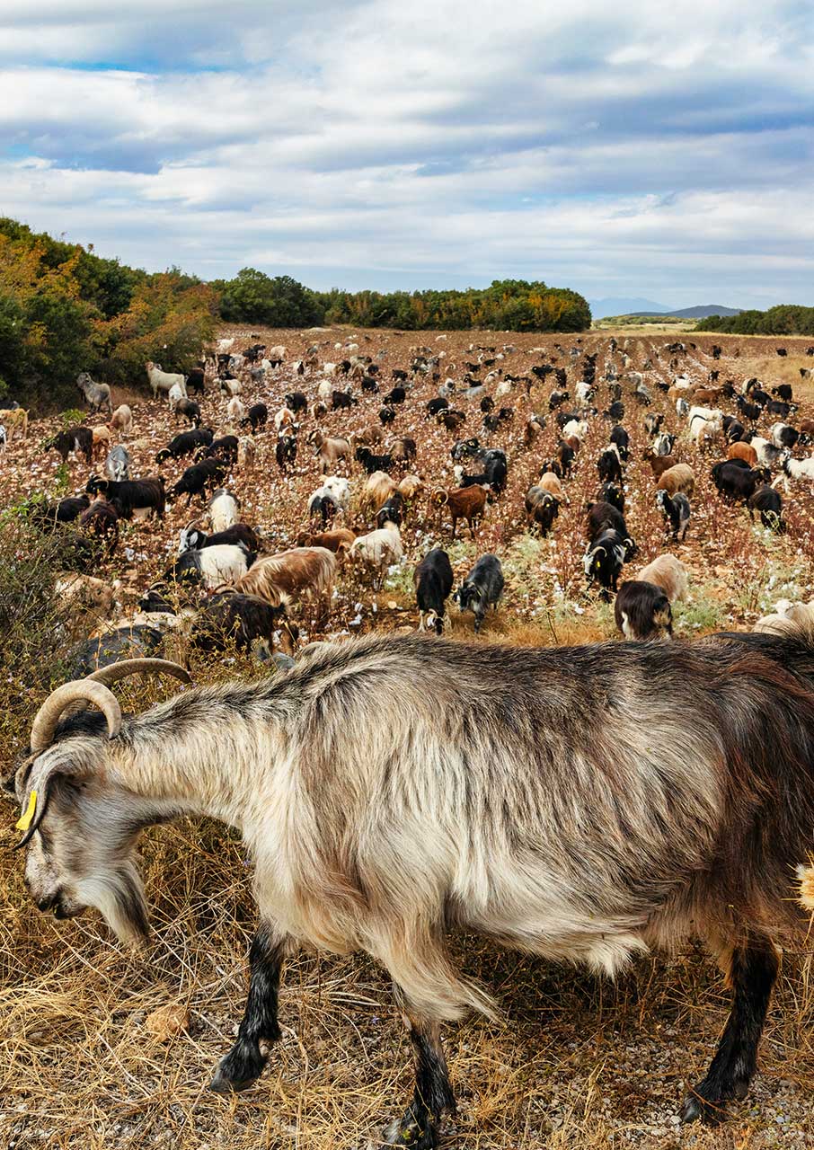 Στα μονοπάτια της ιστορίας γύρω από την Αλεξανδρούπολη-4