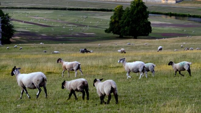 γρίπη-των-πτηνών-πρώτο-κρούσμα-σε-πρόβ-563530402