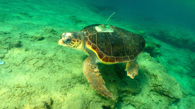 θαλάσσιες-περιοχές-προστασία-μόνο-στ-563538946