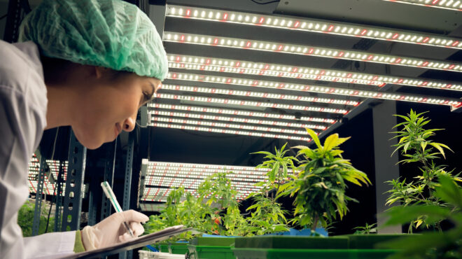 η-φούσκα-της-φαρμακευτικής-κάνναβη-563496268