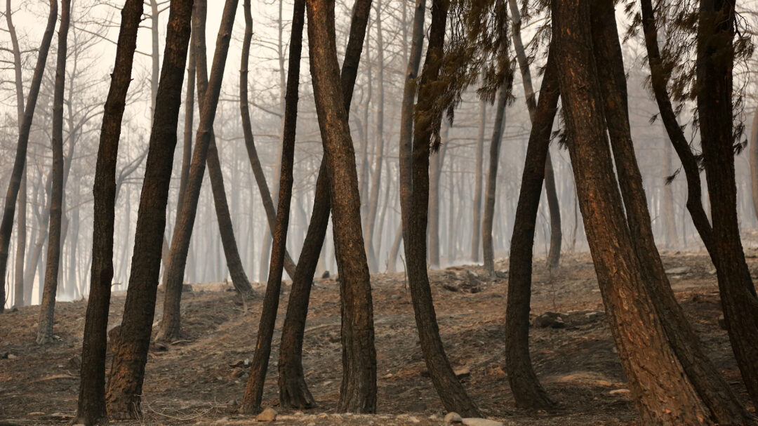 οι-ελιές-που-ανηφορίζουν-και-τα-νεκ-563510473