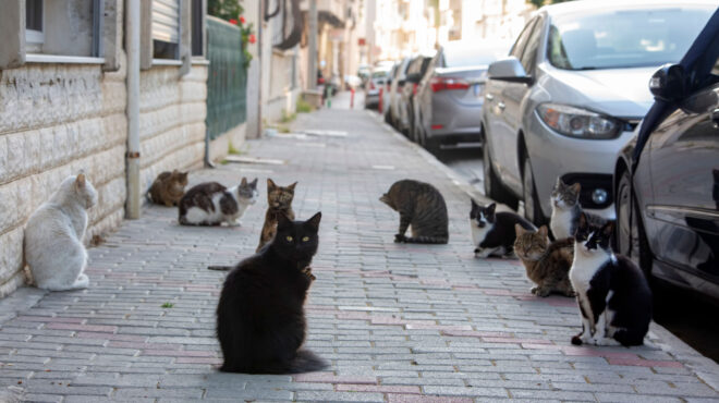 θεσσαλονίκη-56χρονος-δηλητηρίασε-οκτώ-563501083