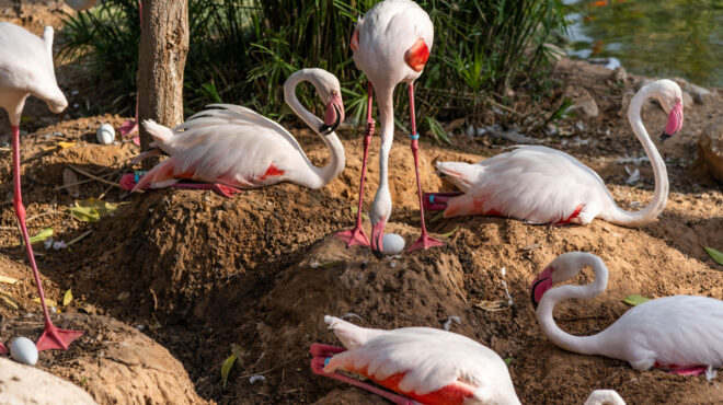 γαλλία-εταιρεία-παραγωγής-κατέστρε-563504689