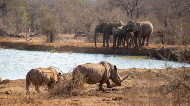 ελέφαντες-και-ρινόκεροι-κινδυνεύου-563499952