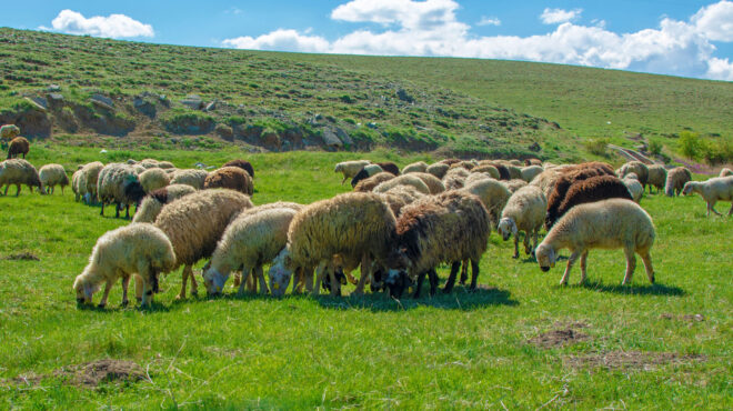 100-άτομα-σε-δίκη-για-απάτη-29-εκατ-ευρώ-με-γ-563499421