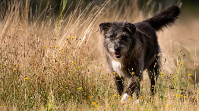 λασίθι-είχε-έξι-σκυλιά-σε-θερμοκήπιο-χ-563539165