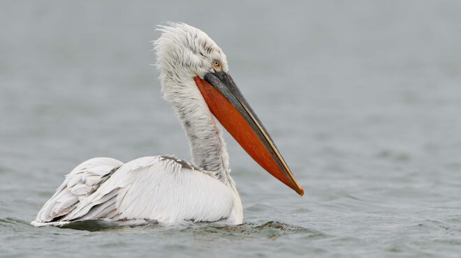 αμύνταιο-αργυροπελεκάνος-έπεσε-σε-κα-563503192