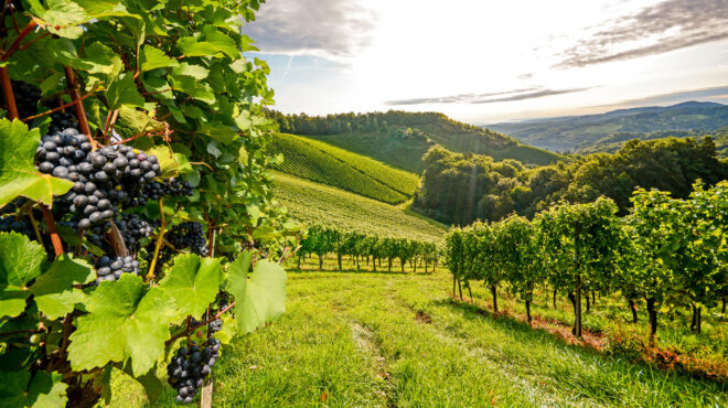 το-μέλλον-του-κρασιού-πράσινος-τρύγ-563536486