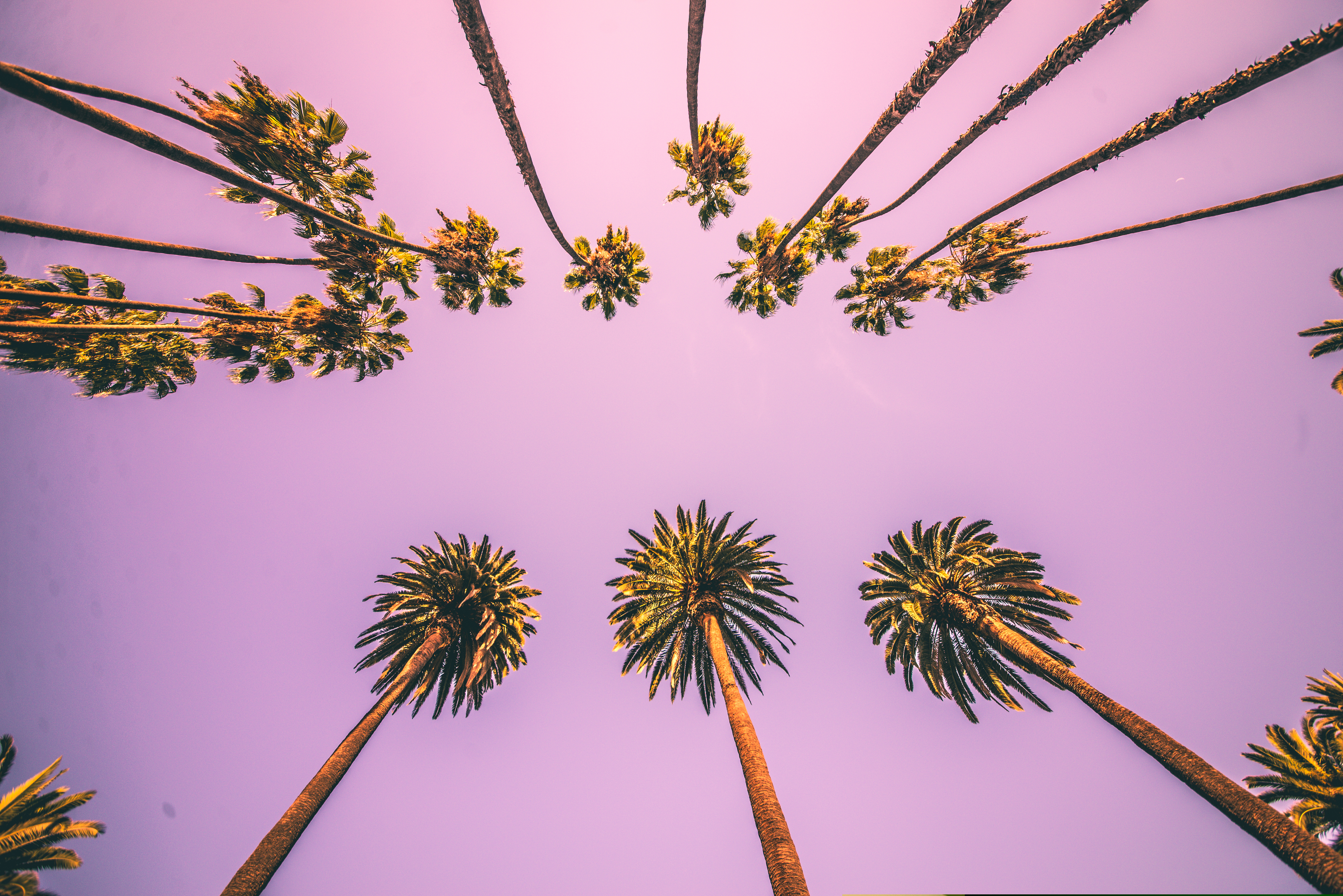 Γιατί οι Καλιφορνέζοι δεν θέλουν πια τους εμβληματικούς φοίνικες;-5