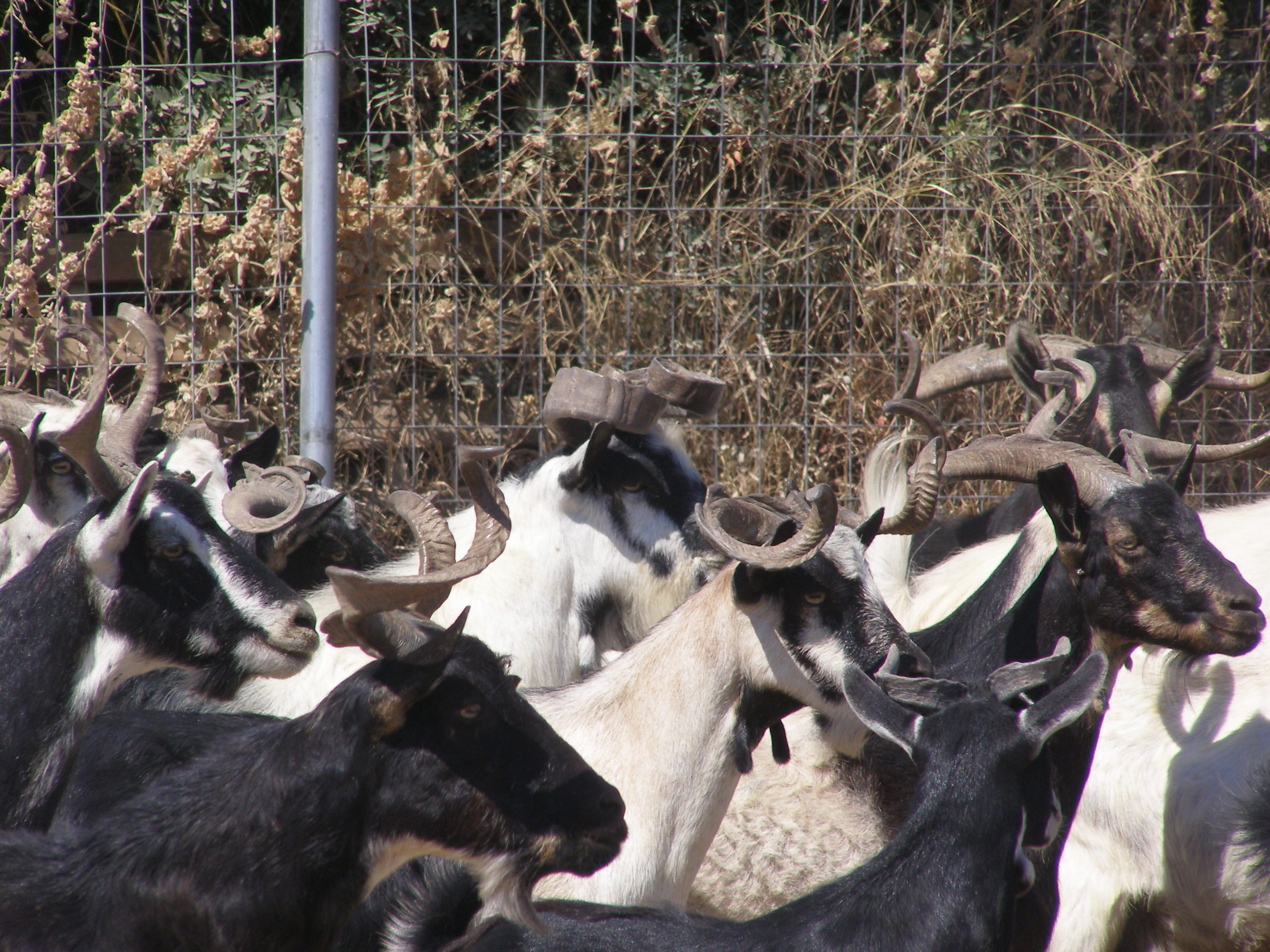 Ουλόκερος αίγα: Η αρχαία ελληνική κατσίκα απειλείται με εξαφάνιση-4