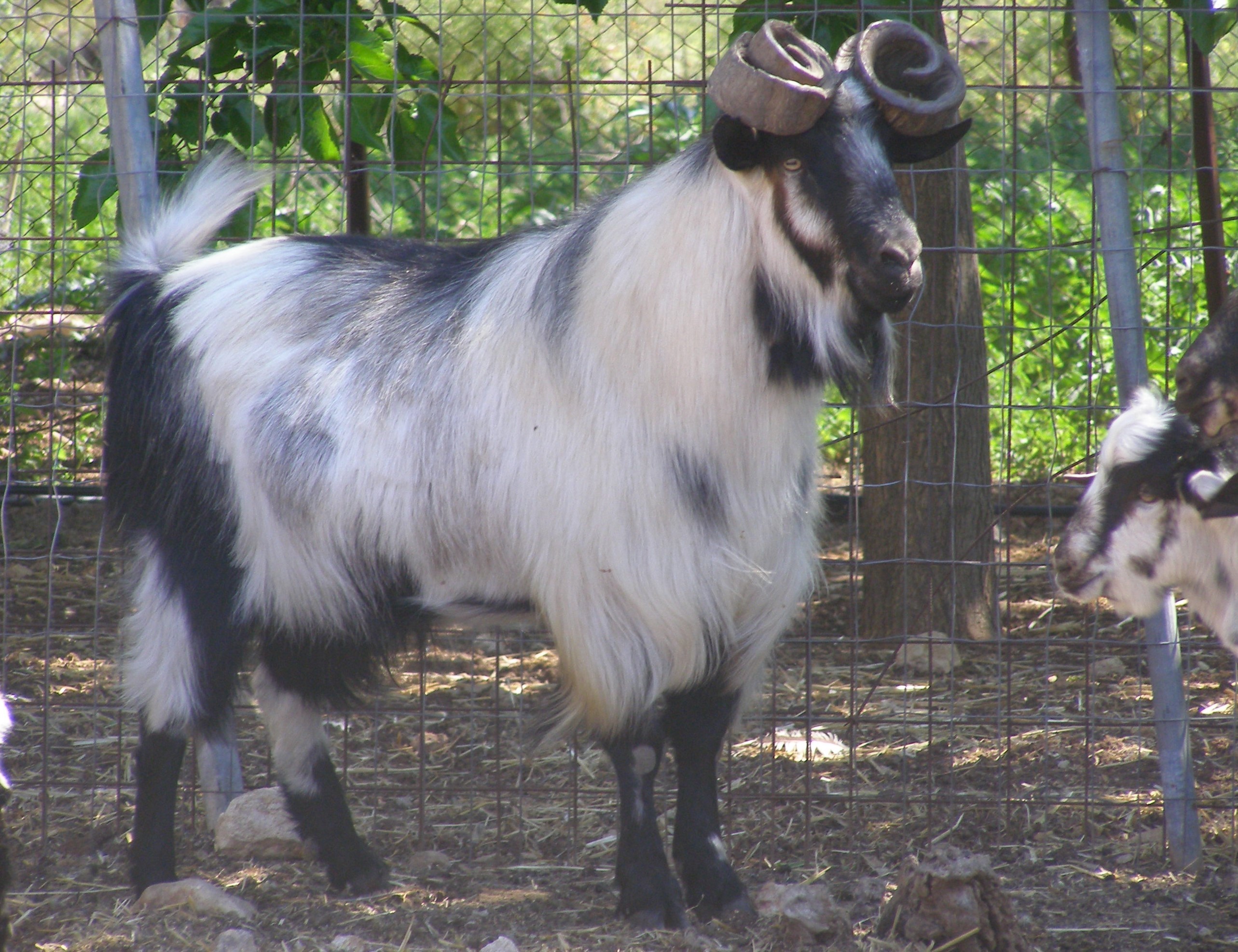 Ουλόκερος αίγα: Η αρχαία ελληνική κατσίκα απειλείται με εξαφάνιση-6