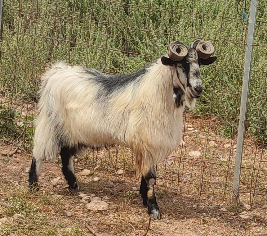 Ουλόκερος αίγα: Η αρχαία ελληνική κατσίκα απειλείται με εξαφάνιση-1