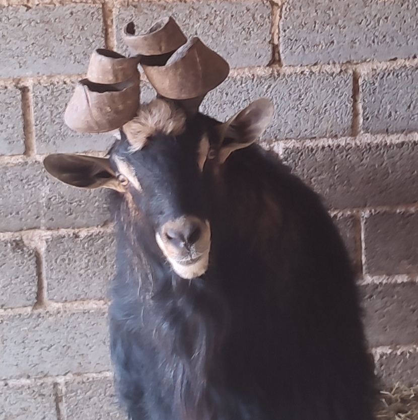 Ουλόκερος αίγα: Η αρχαία ελληνική κατσίκα απειλείται με εξαφάνιση-5