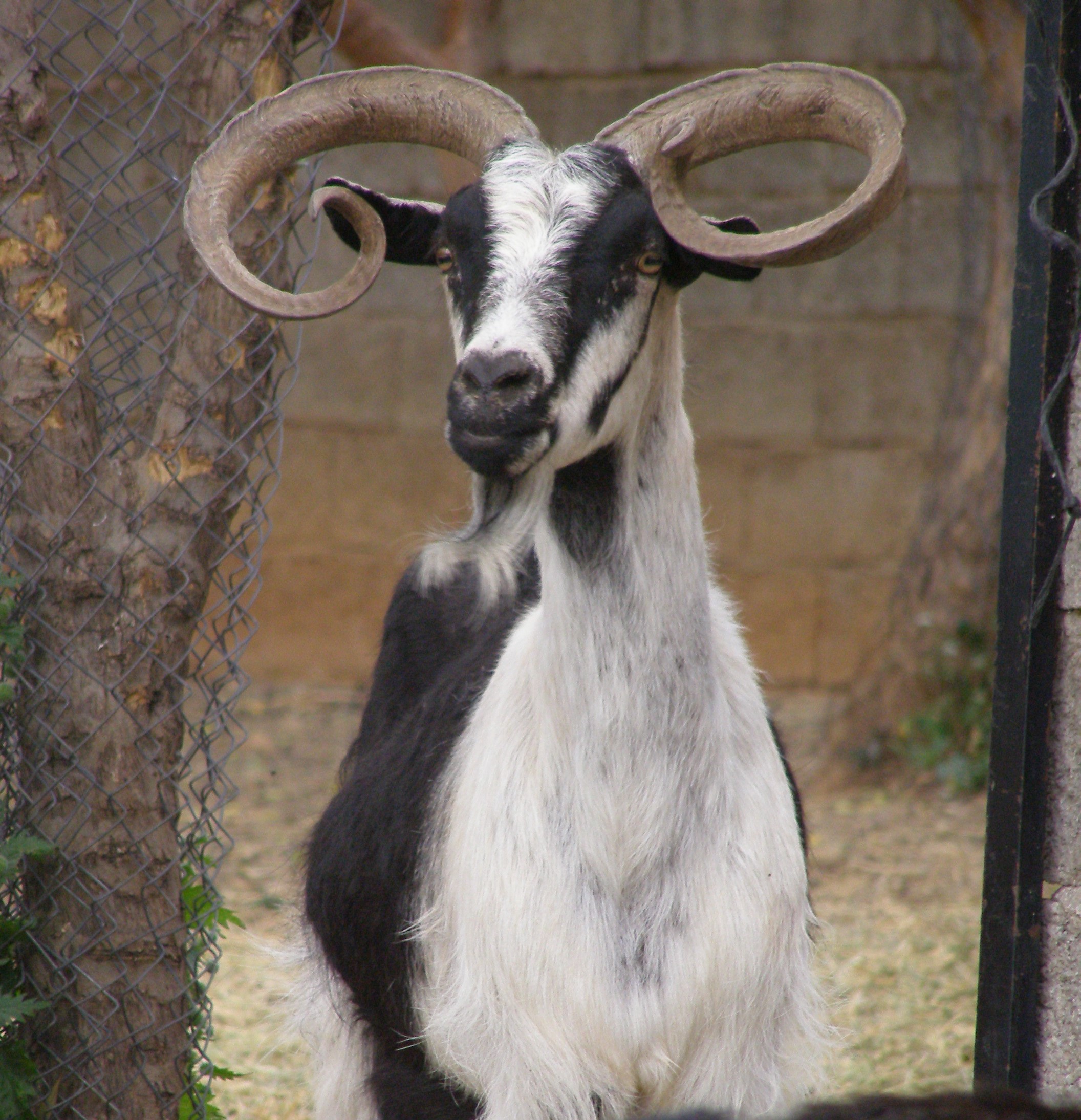 Ουλόκερος αίγα: Η αρχαία ελληνική κατσίκα απειλείται με εξαφάνιση-3