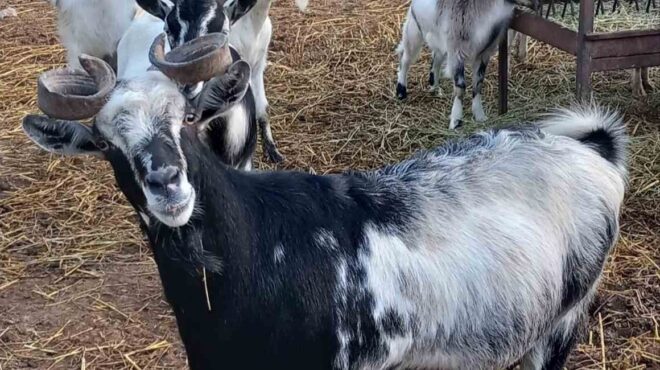 ουλόκερος-αίγα-η-αρχαία-ελληνική-κατσ-563552509