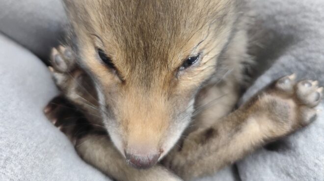 κυψέλη-βαριά-τραυματισμένο-το-αλεπου-563548453