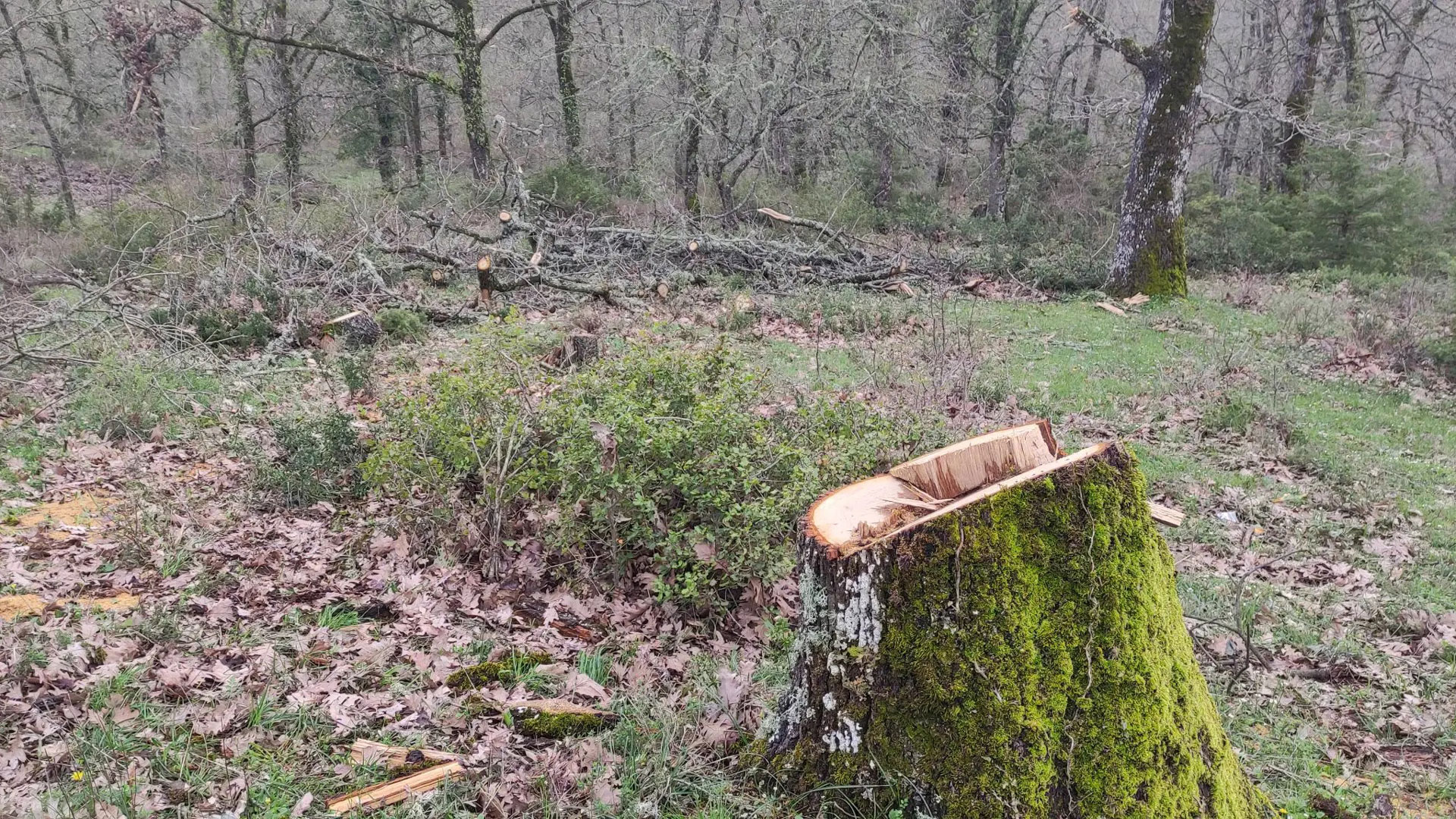 Θεσσαλονίκη: Στη φυλακή 35χρονος για παράνομη υλοτομία-1