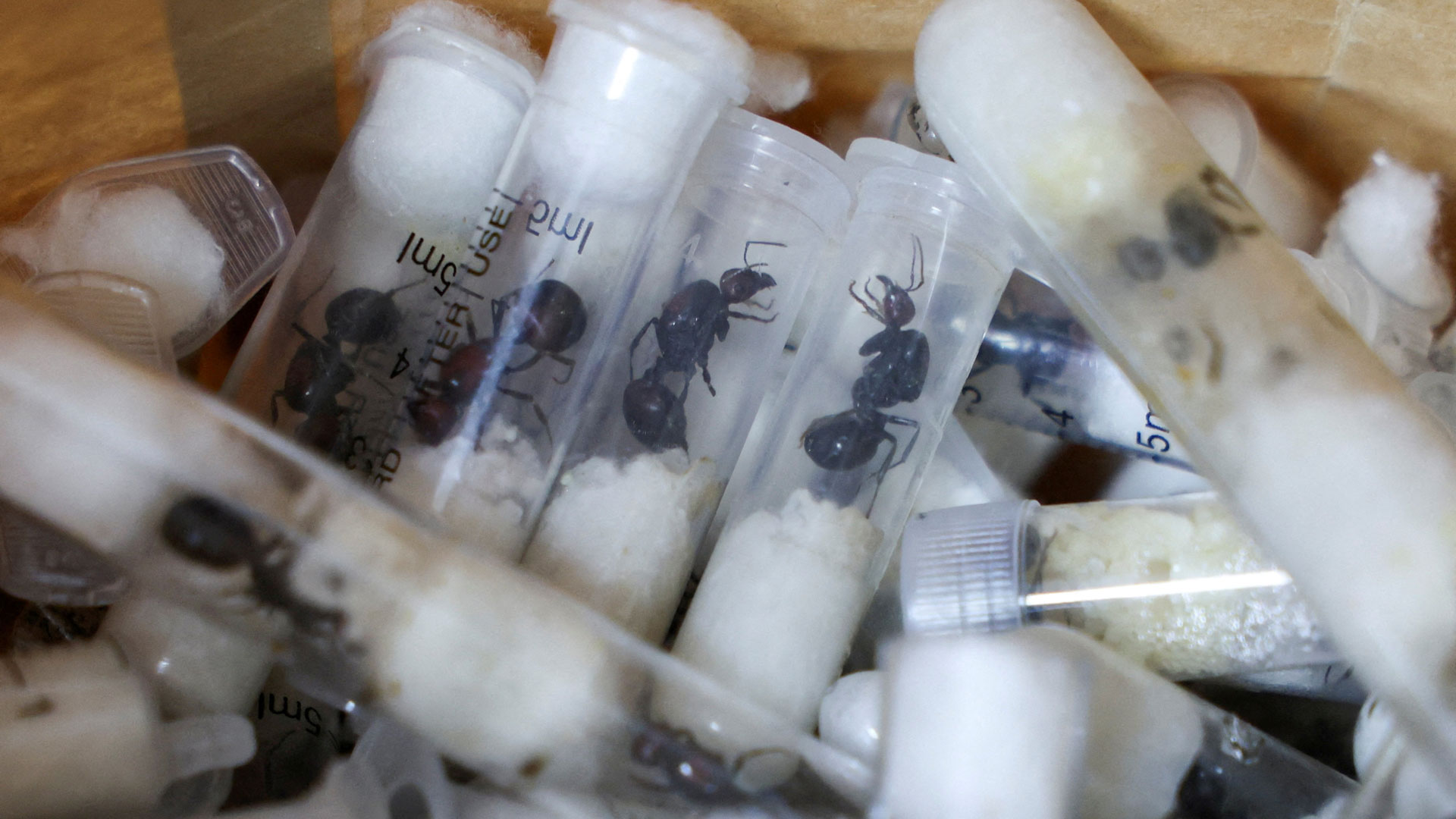 Κένυα: Πήγαν στο αεροδρόμιο με χιλιάδες μυρμήγκια στις βαλίτσες τους-1