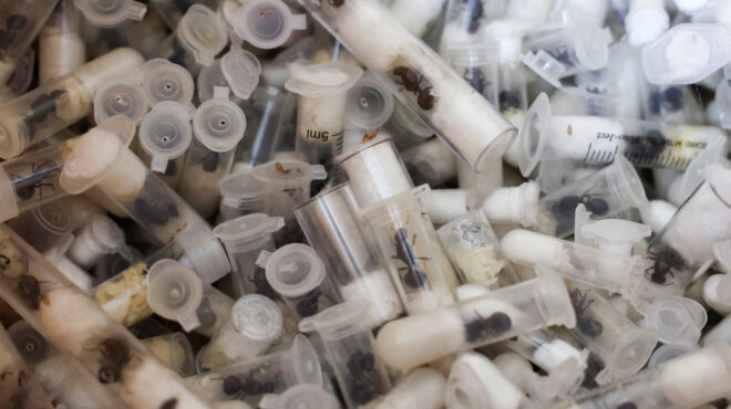 λίγα-μυρμήγκια-αν-θέλεις-στείλε-μου-563572498