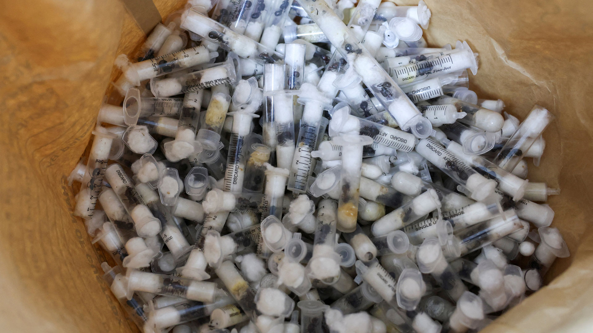 Κένυα: Πήγαν στο αεροδρόμιο με χιλιάδες μυρμήγκια στις βαλίτσες τους-2