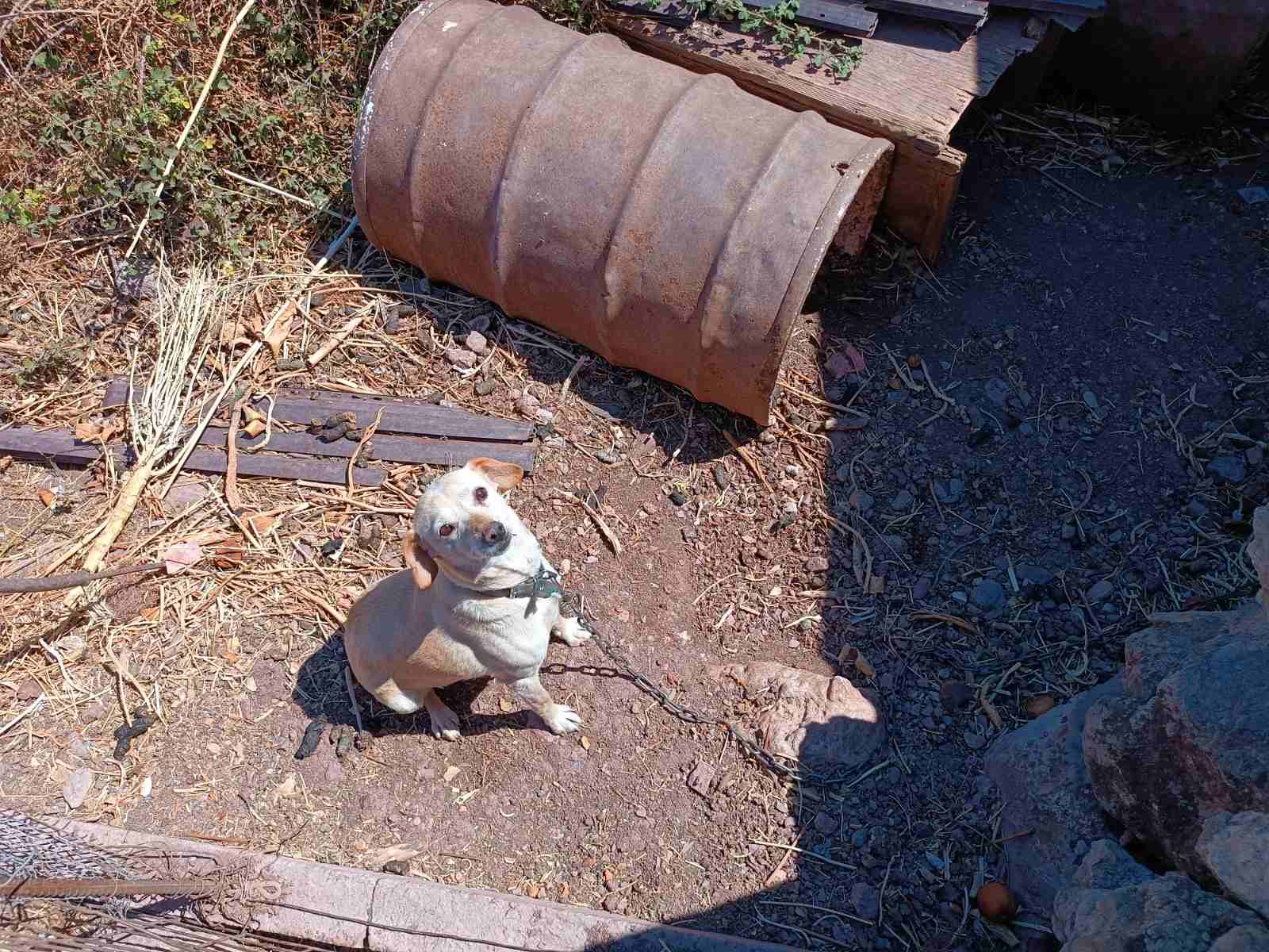 Στο πεδίο με την πρώτη Αστυνομία Ζώων-2