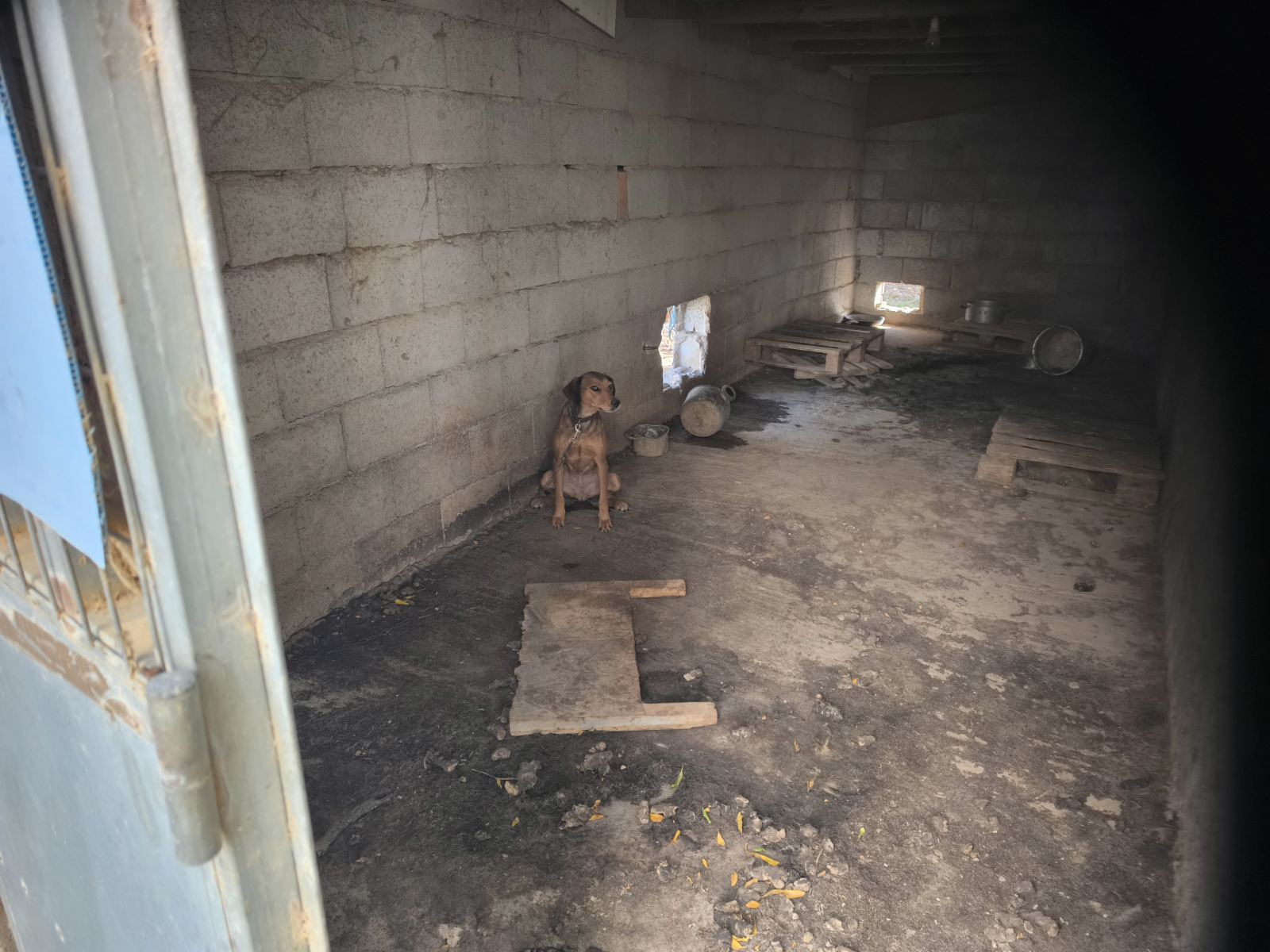 Στο πεδίο με την πρώτη Αστυνομία Ζώων-4