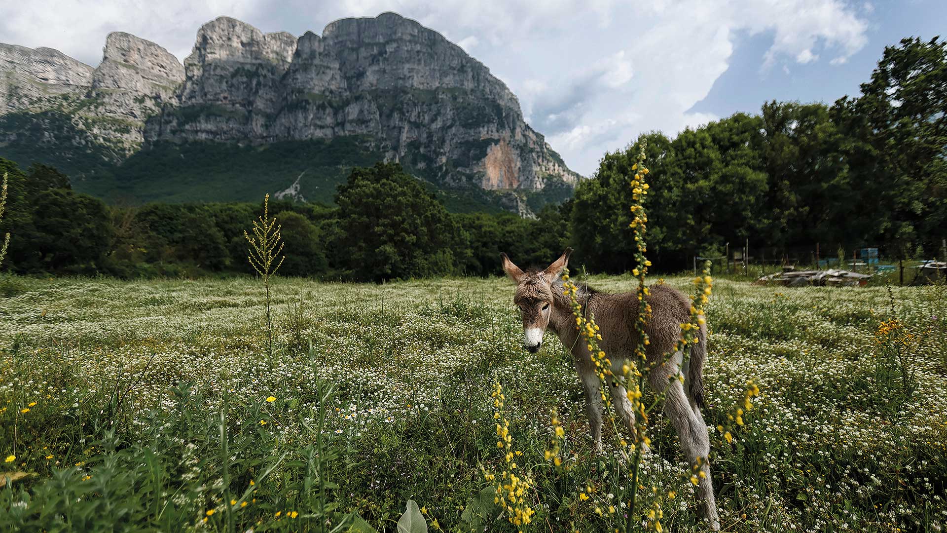 Ανοιξη στο φαράγγι του Βίκου: Πεζοπορία και μοναδικά τοπία στο Ζαγόρι-1