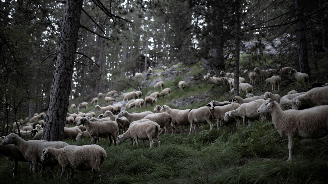αλμυρές-φέτος-οι-τιμές-στα-αμνοερίφι-563553421