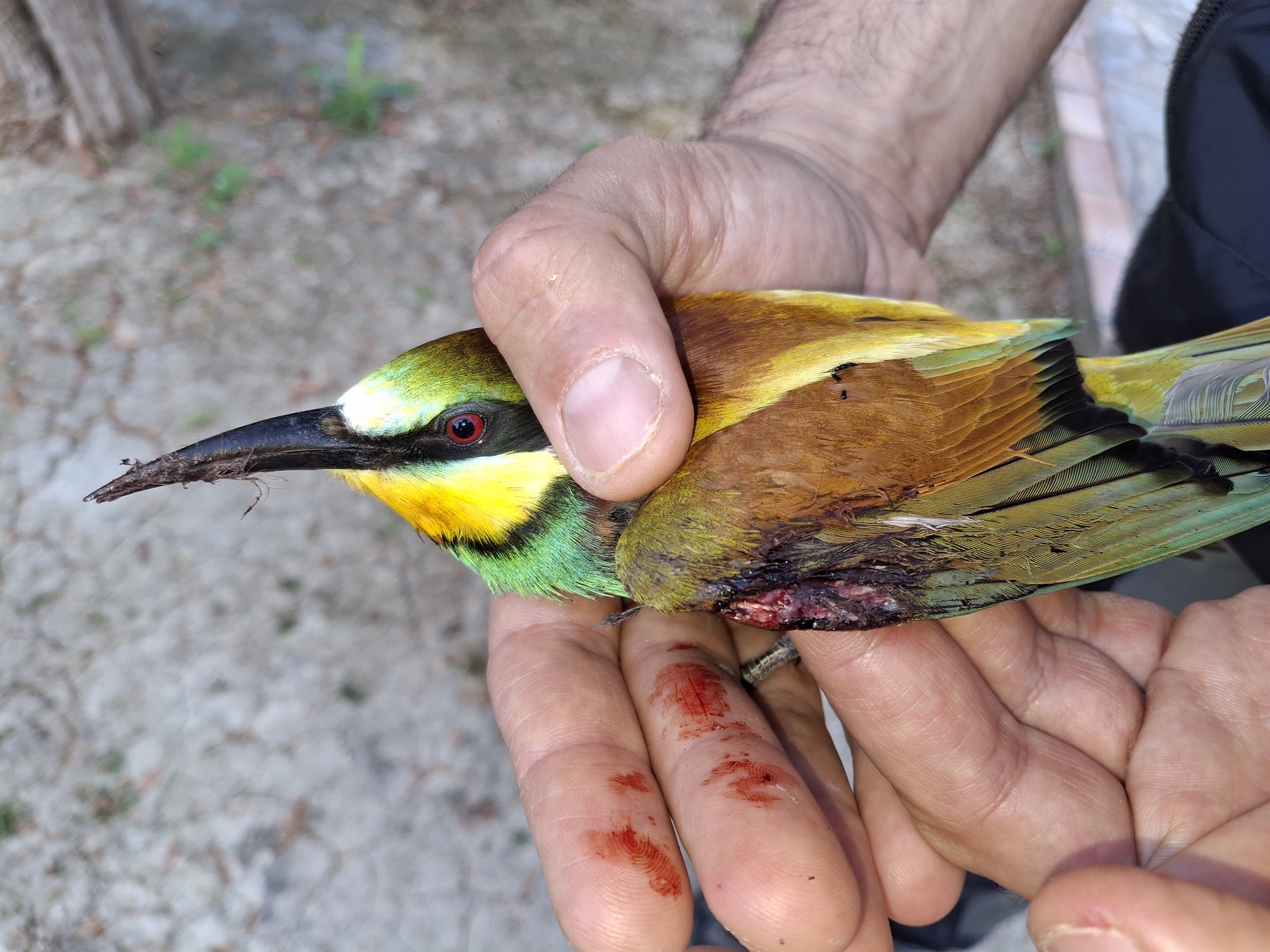 Η εαρινή σύναξη των λαθροθηρών-6