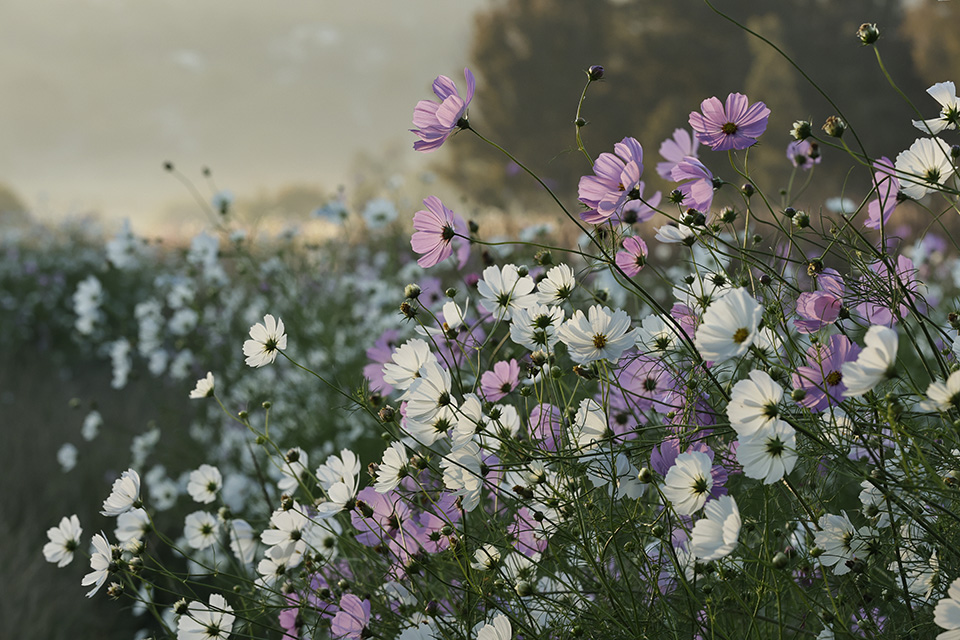 Διαδήλωση- τελετουργικό-3