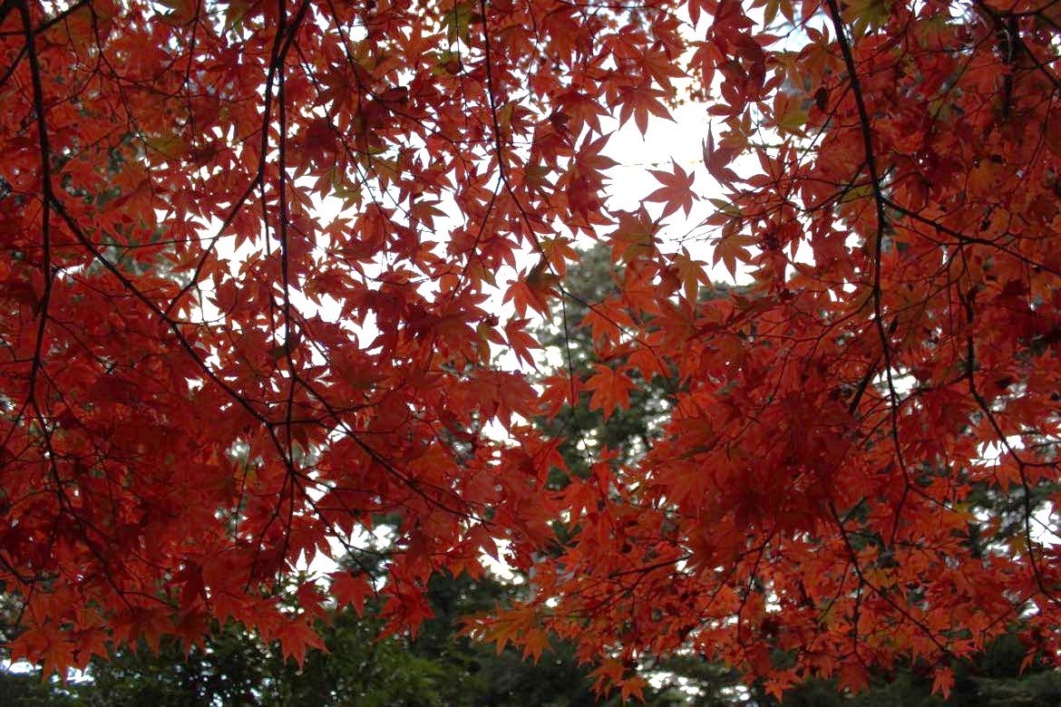 Η Ιαπωνία κάθε φορά σε ξαφνιάζει-9