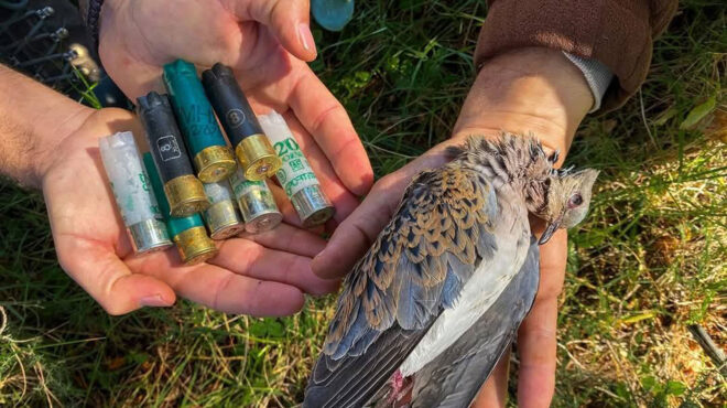 ζάκυνθος-καταγγελία-για-επίθεση-λαθρ-563570101