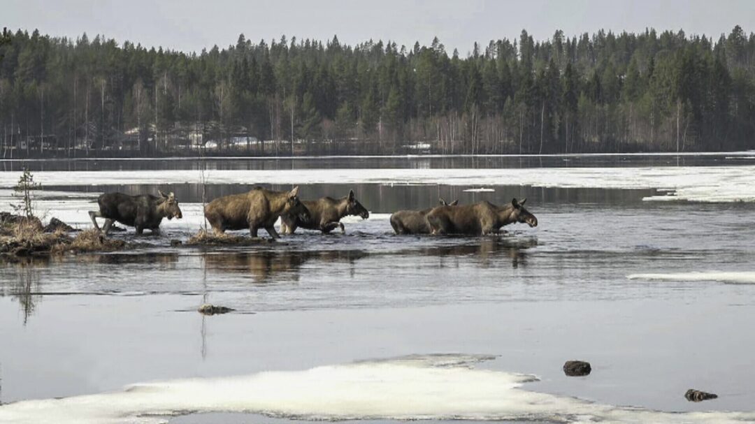 πώς-η-live-μετανάστευση-των-ταράνδων-έγιν-563567197