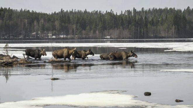 πώς-η-live-μετανάστευση-των-ταράνδων-έγιν-563567197