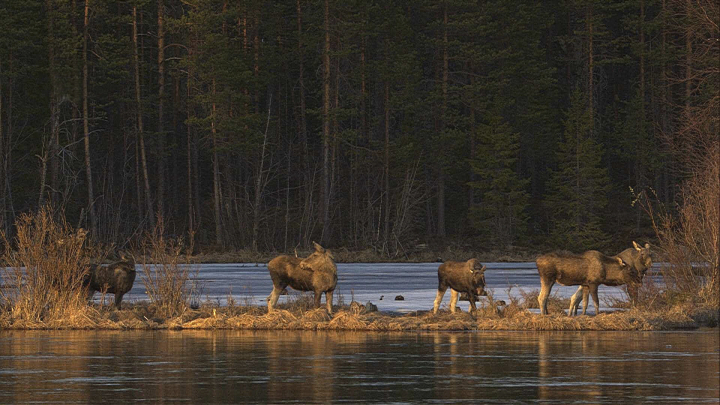 Πώς η live μετανάστευση των ταράνδων έγινε το νέο viral θέαμα στη Σουηδία-1