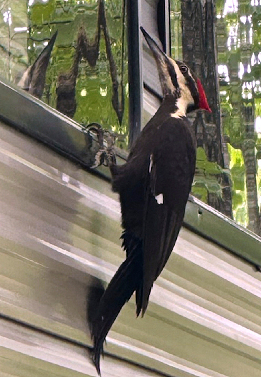 «Εγκλημα στο ήσυχο Ρόκπορτ» από… ταραχοποιό τρυποκάρυδο-1