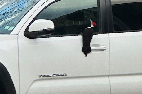 εγκλημα-στο-ήσυχο-ρόκπορτ-από-ταρα-563588056