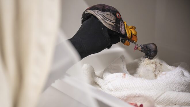 γιατί-οι-φροντιστές-ζωολογικού-κήπου-563588167