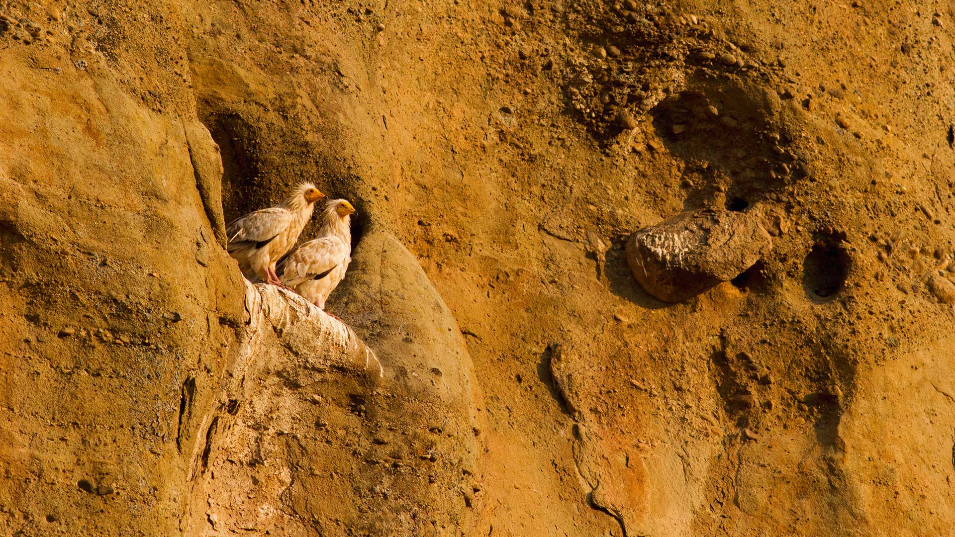 Ασπροπάρης: Ο γύπας της Ελλάδας που παλεύει για επιβίωση-1
