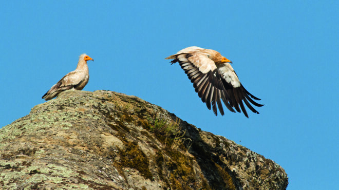 ασπροπάρης-ο-γύπας-της-ελλάδας-που-παλ-563586142