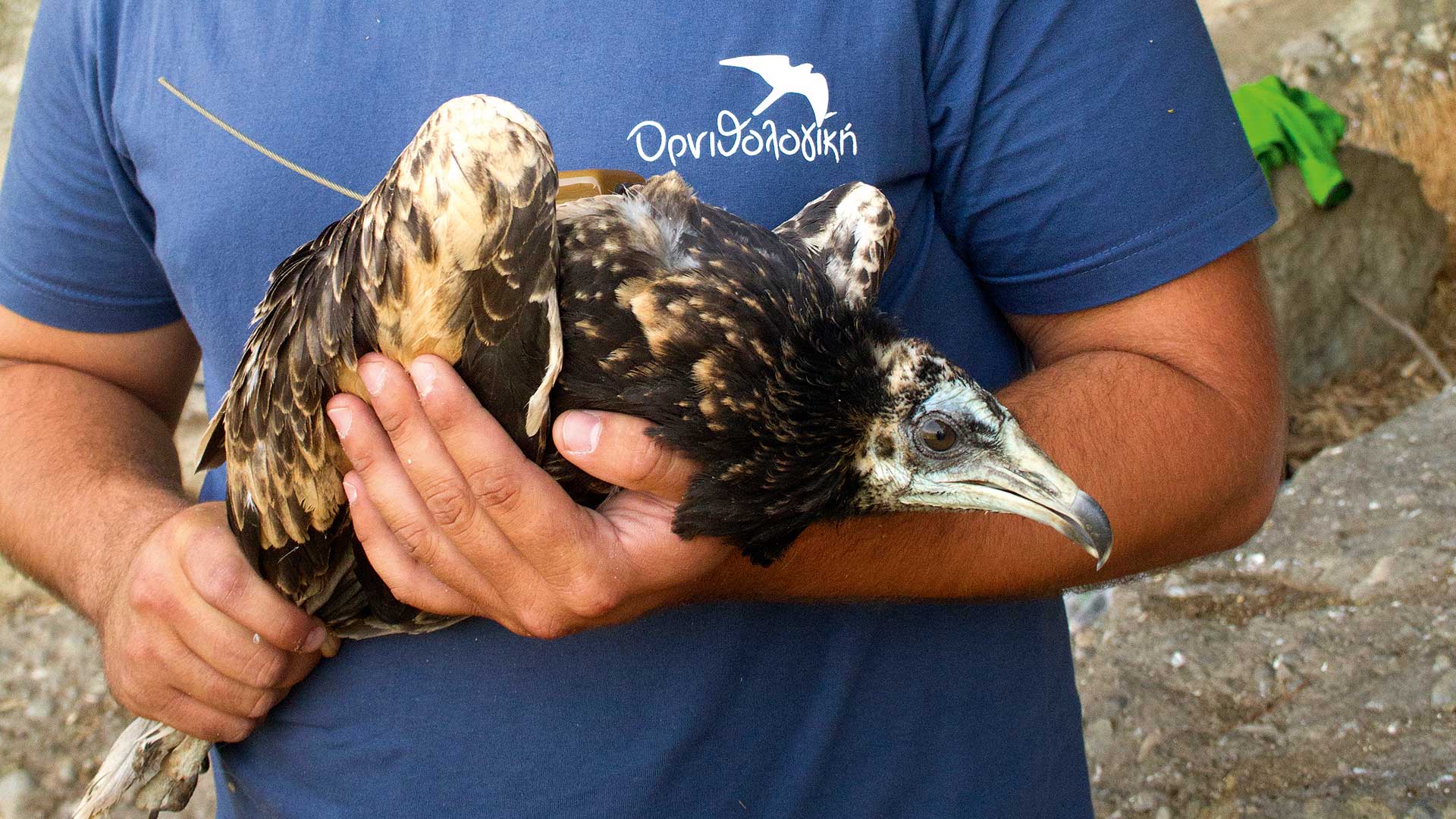 Ασπροπάρης: Ο γύπας της Ελλάδας που παλεύει για επιβίωση-2